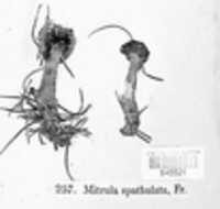 Mitrula spathulata image